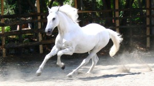 white-horse-4.jpg