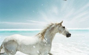 white-horse--sea--sky-140285.jpg