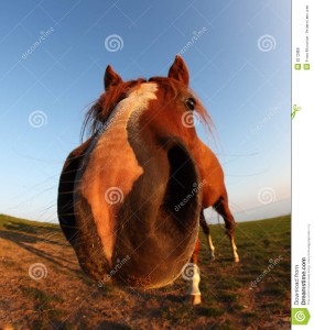 funny-horse-fisheye-lens-blue-sky-5212888.jpg