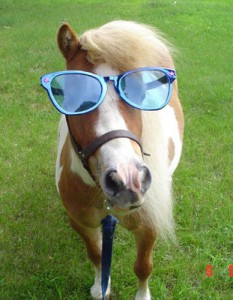 funnyhorses0023_o.jpg