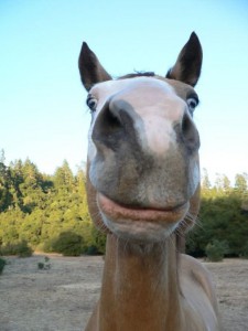 horse-unhappy-face-funny-picture.jpg