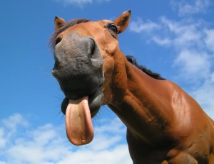 funny-horse-showing-long-tongue-closeup-face.jpg