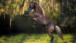 horse-hd-pics.jpg