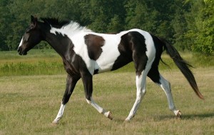 black-american-paint-horse.jpg