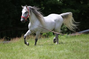 lipizzan-horse.jpg
