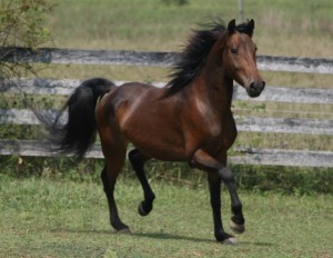morganhorse.jpg