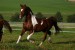 american-horses-3-1024x683