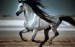 3816256-andalusian-horse-wallpapers