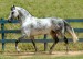 lovely-andalusian-horse-free-download-hd-new-wallpapers-of-andalusian-horse