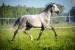 the-andalusian-horse-522595cc98662