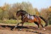 26608782-Beautiful-bay-hanover-horse-galloping-in-autumn-Stock-Photo