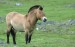 large-Przewalskis-Horse-photo