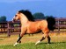lusitanský kôň.jpg